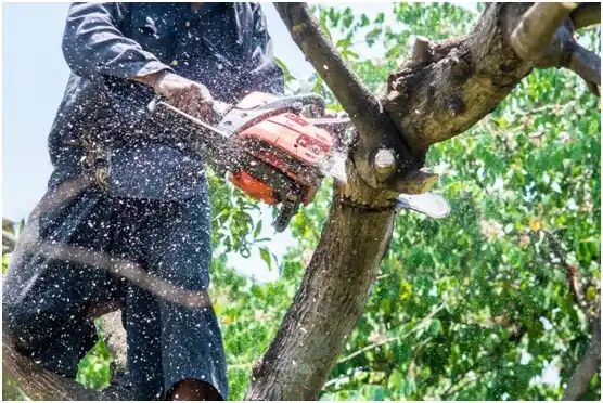 tree services Warr Acres